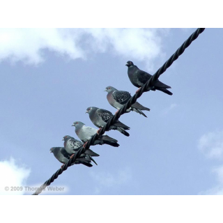 Mittagspause der Tauben